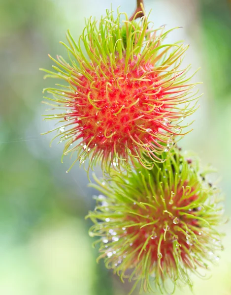 Färska rambutan — Stockfoto