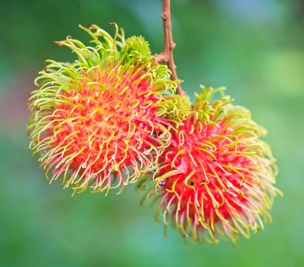 Rambutan fresco — Foto Stock