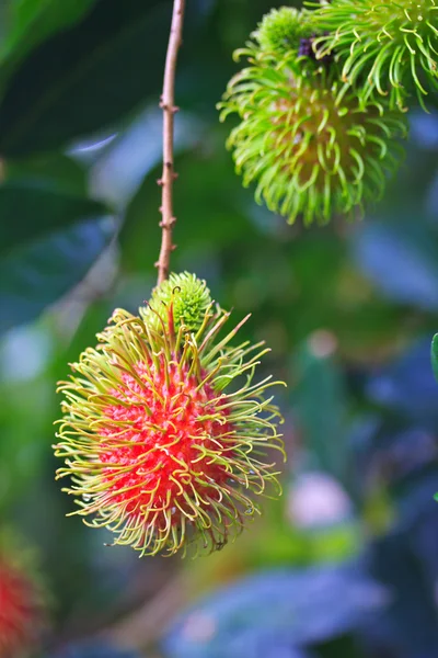 Färska rambutan — Stockfoto