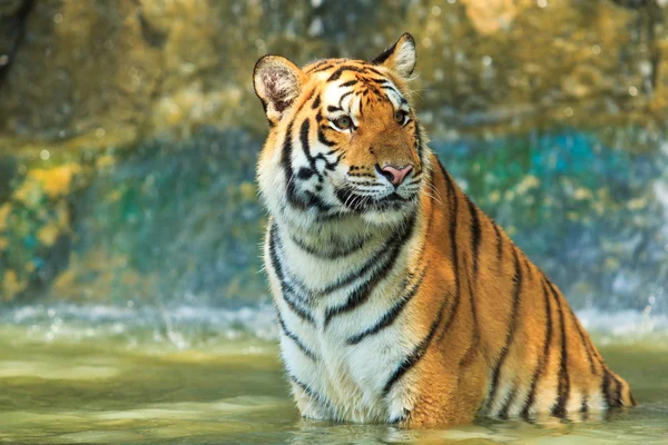 Tiger — Stock Photo, Image