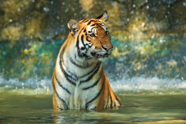 Tigre — Foto Stock