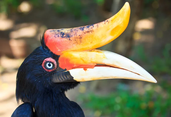 Hornbill — Stock fotografie