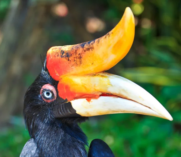 Hornbill — Stock Photo, Image