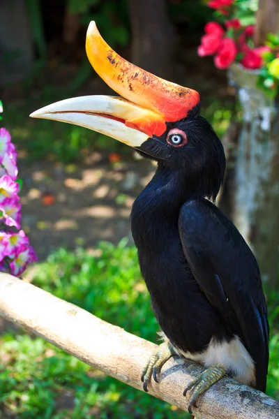 Hornvogel — Stockfoto