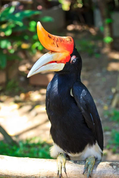 Neushoornvogel — Stockfoto