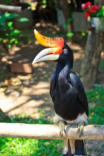 Hornvogel — Stockfoto