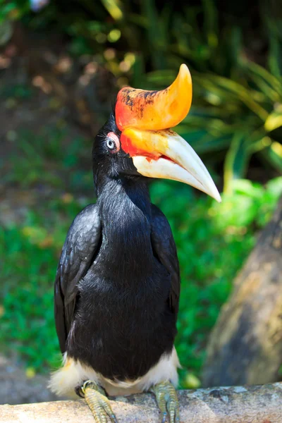 Hornvogel — Stockfoto