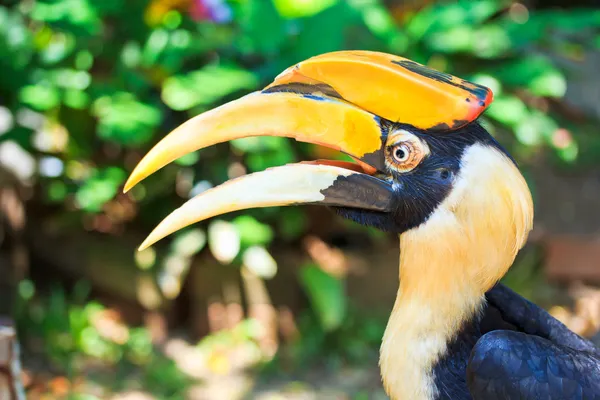 Hornbill — 스톡 사진
