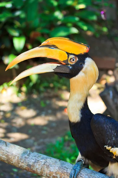 Hornbill. —  Fotos de Stock