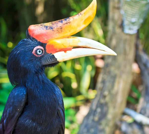 Hornvogel — Stockfoto