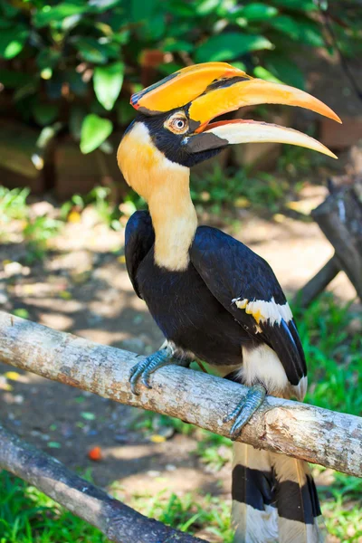 Neushoornvogel — Stockfoto