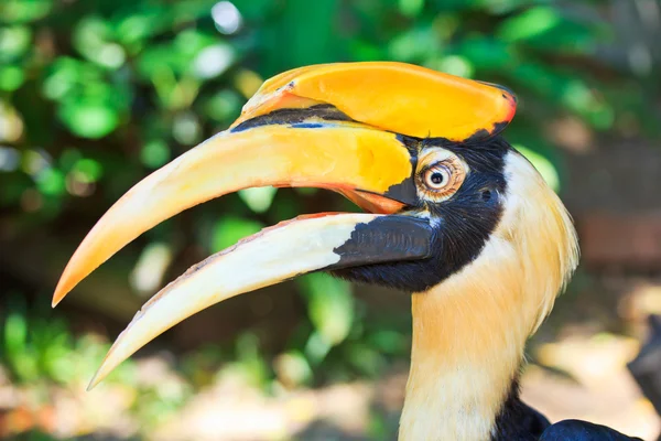 Hornvogel — Stockfoto