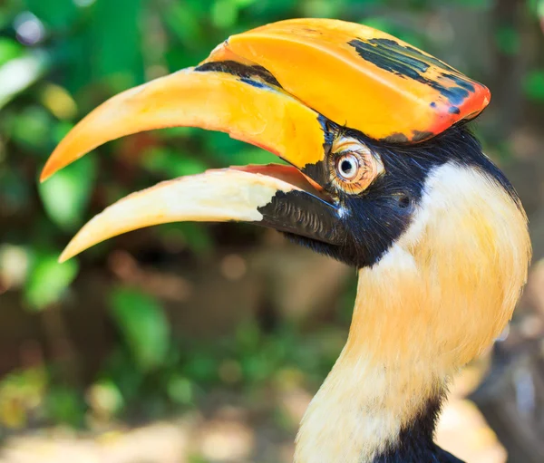 Hornbill — Stock Photo, Image