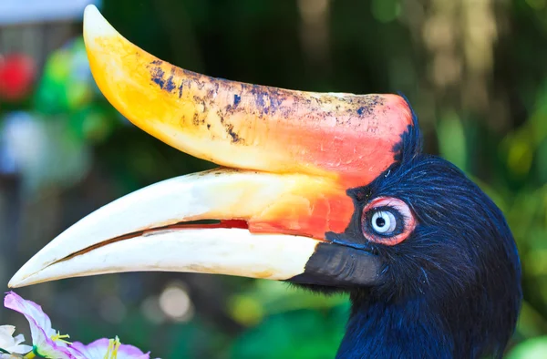 Neushoornvogel — Stockfoto