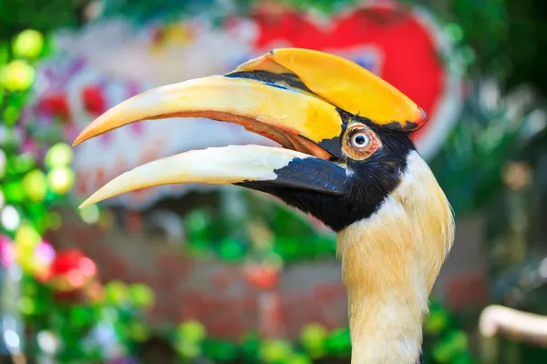 Neushoornvogel — Stockfoto