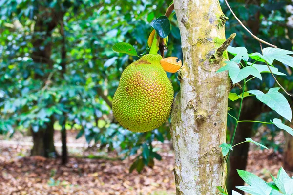 Jackfruit — Stock Photo, Image