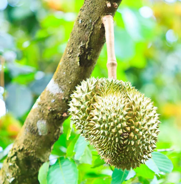 Durian Frutas tropicales — Foto de Stock