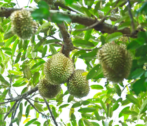 Frutti tropicali duriani — Foto Stock