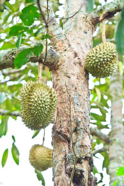 Durian tropikal meyveler