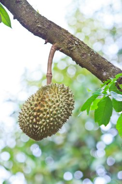 Durian tropikal meyveler