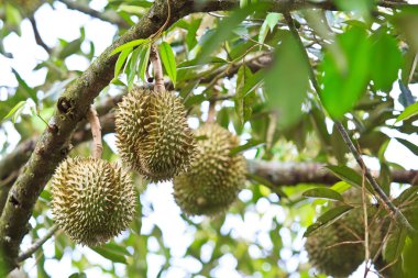 Durian tropikal meyveler