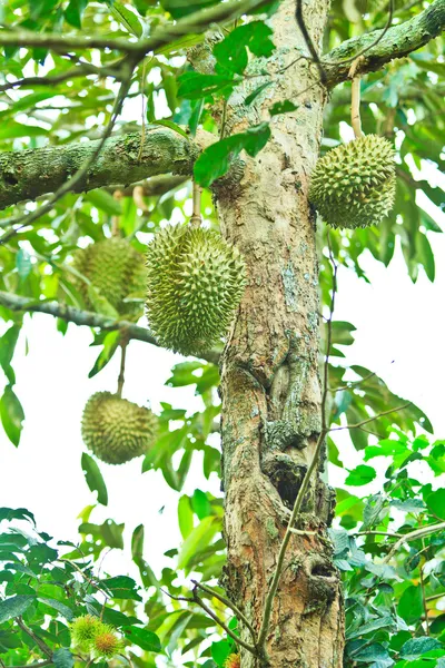 Durian Frutas tropicales —  Fotos de Stock