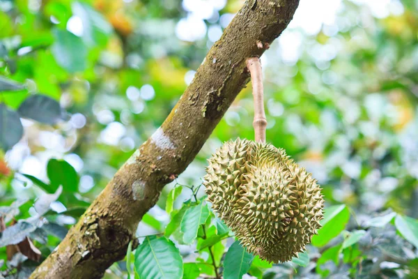 Durian Fruits tropicaux — Photo