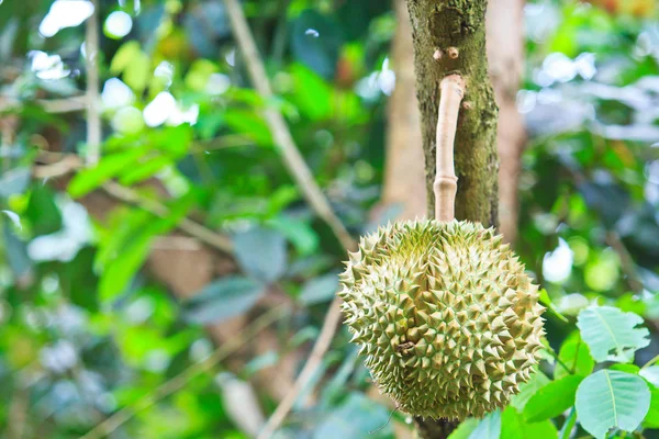 Durian Tropical fruits — Stock Photo, Image