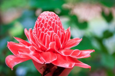 çiçek etlingera elatior