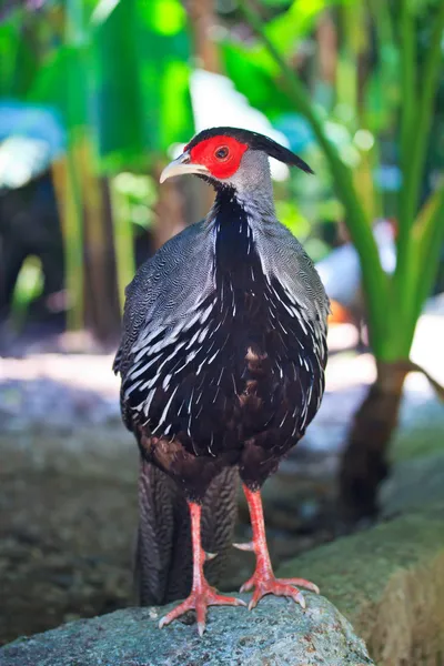 The Silver pheasant — Stock Photo, Image