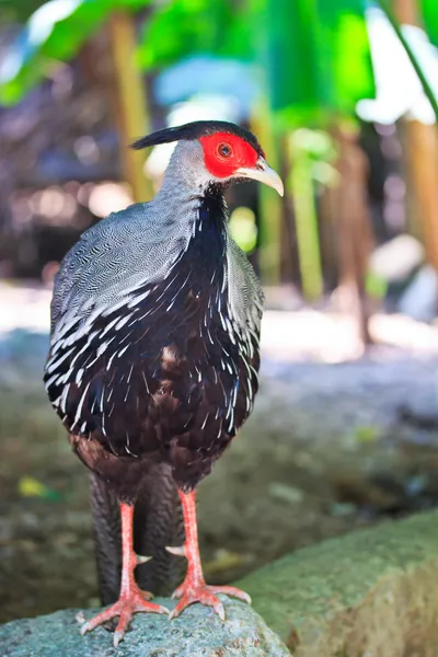 El Faisán de Plata —  Fotos de Stock