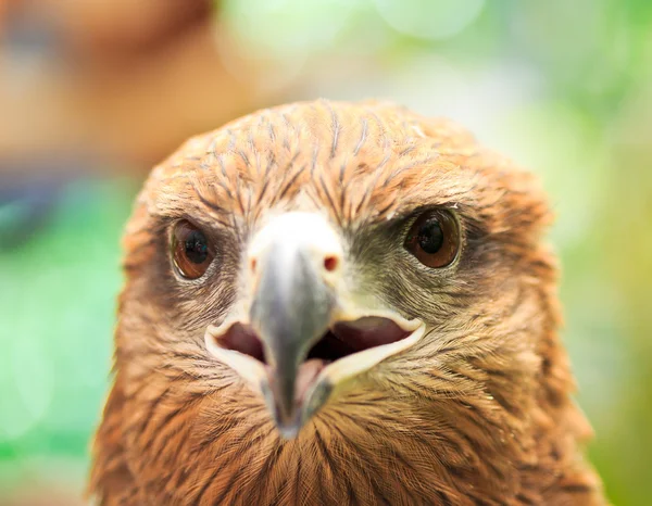 Eagle — Stock Photo, Image