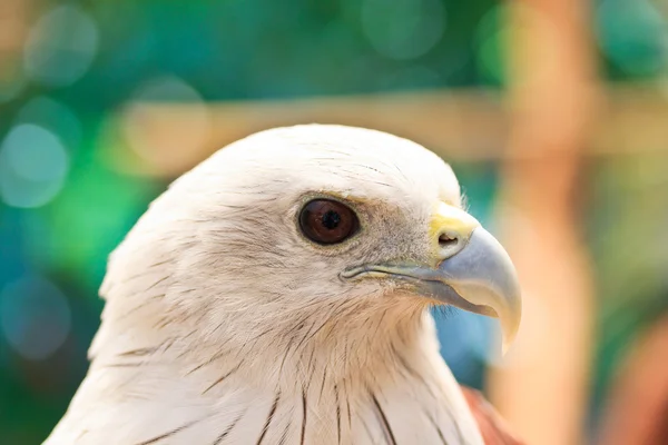 Brahminy Kite — Stock Photo, Image