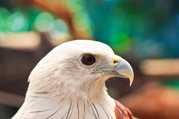 Brahminy Kite — Stock Photo, Image