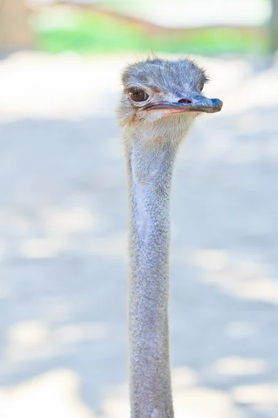 Struisvogel hoofd — Stockfoto