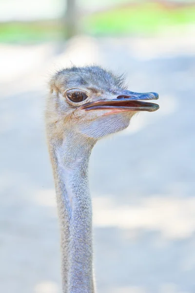 Struisvogel hoofd — Stockfoto