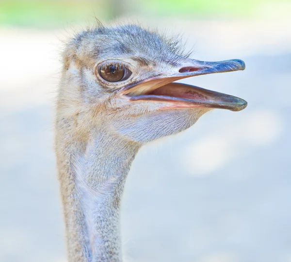 Struisvogel hoofd — Stockfoto