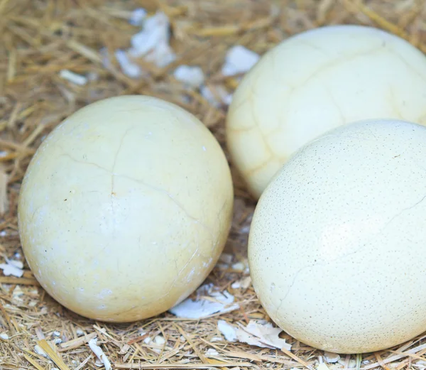 Ostrich eggs — Stock Photo, Image