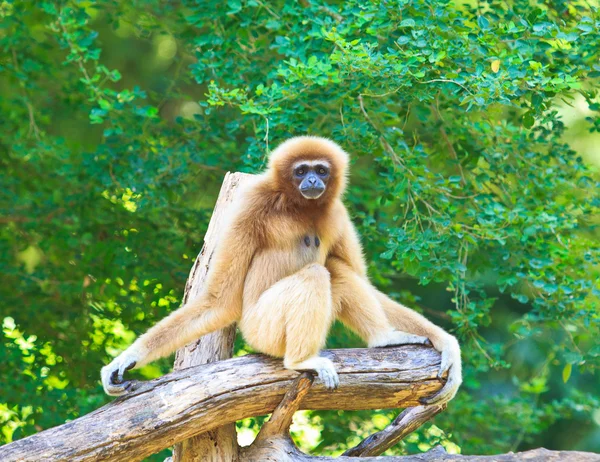 Gibbon bianco — Foto Stock