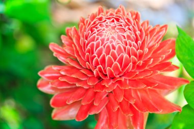 çiçek etlingera elatior