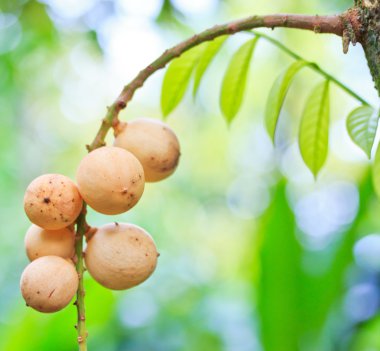 Wollongong lansium domesticum ve longkong