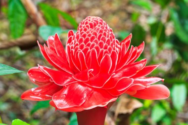 etlingera elatior çiçek