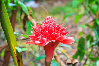 etlingera elatior çiçek