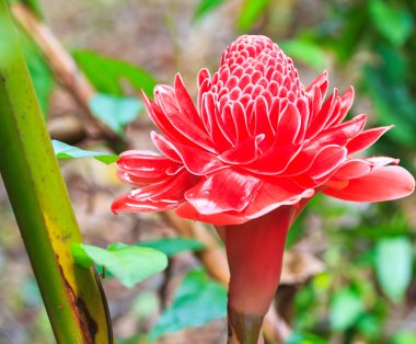 etlingera elatior çiçek