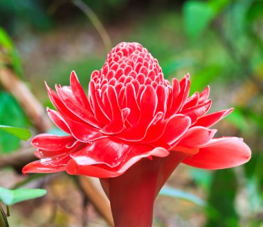 etlingera elatior çiçek
