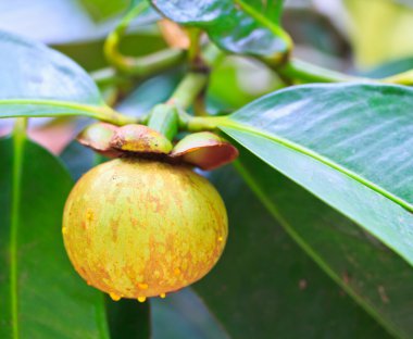 Mangosteen