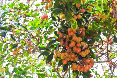 Rambutan