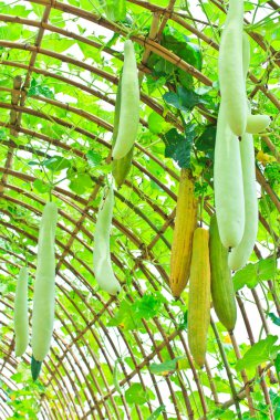 ağaç üzerinde asılı açılı kabak