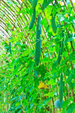 ağaç üzerinde asılı açılı kabak