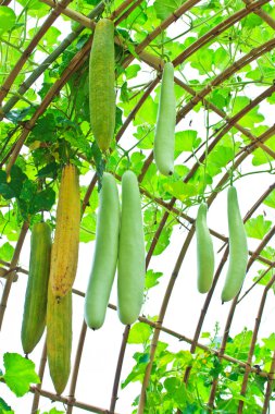 ağaç üzerinde asılı açılı kabak